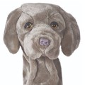 Weimaraner - DAHCWEI